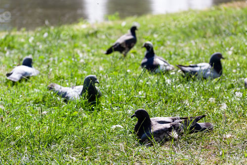Preview: A Flock Of Pigeons Perched On The Grass Under The Sunlight