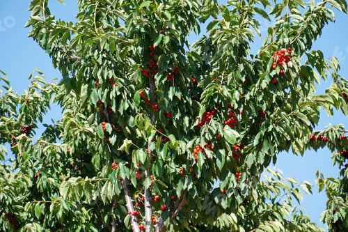 Preview: A Low Angle Shot Of A Cherry Tree In A Field