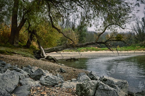 Preview: Landscape Photo Of A River Beach With Rocks And A Fallen Tree Branch Taken At The Donau R