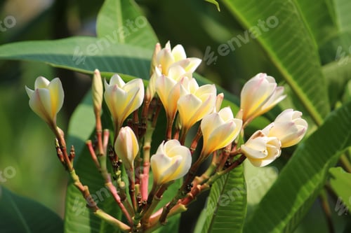 Preview: A Closeup Shot Of Beautiful Frangipani Flowers