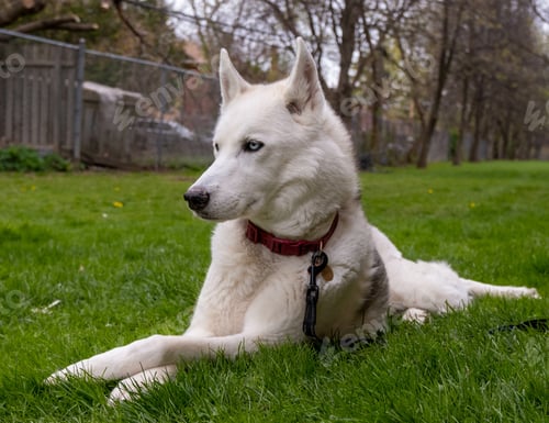 Preview: A Closeup Shot Of A White Swiss Shepherd Lying On Green Grass In A Lawn