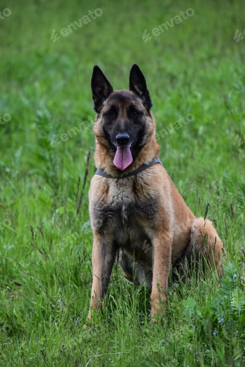 Preview: A German Shepherd In A Green Grassy Field