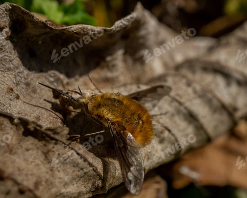 Preview: A Macro Shot Of A Bee Fly On A Leaf