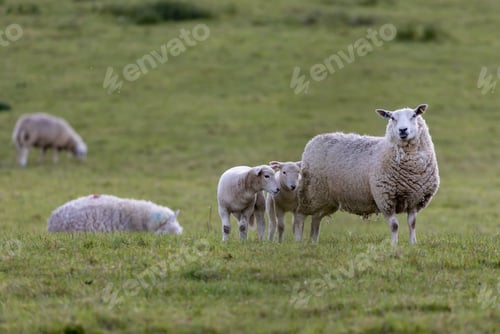 Preview: A Closeup Shot Of A Group Of Sheep In The Field At Daytime