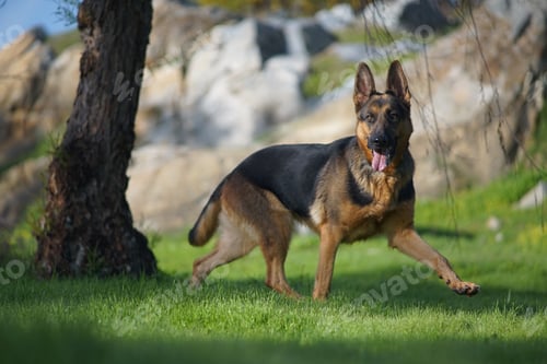 Preview: A Closeup Portrait Of A Cute German Shepherd Dog Running On The Grass