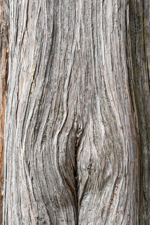 Preview: A Vertical Shot Of An Aged Tree Trunk Texture - For Backgrounds And Textures