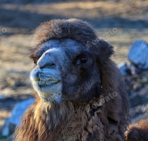 Preview: A Closeup Shot Of A Camel In Its Natural Habitat