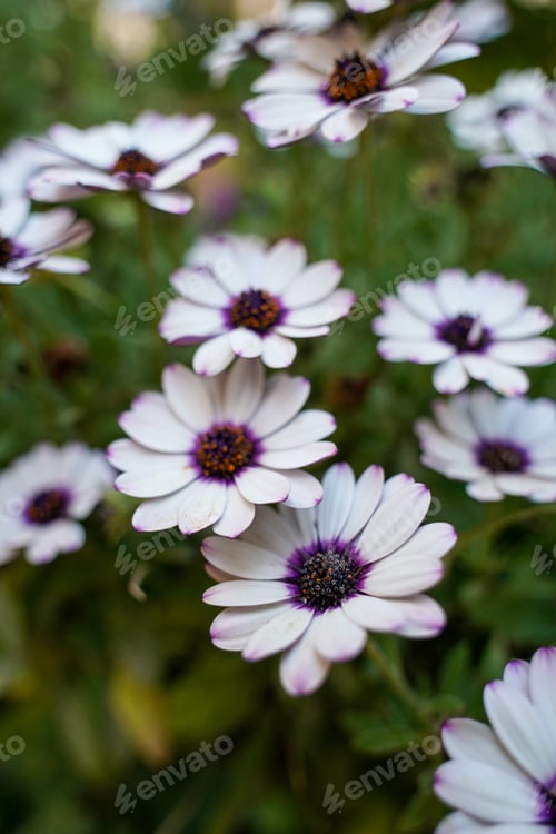 Preview: A Vertical Shot Of Beautiful Aster Flowers In A Garden