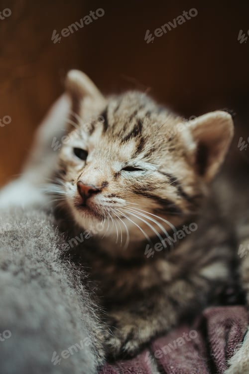 Vorschau: Eine Nahaufnahme der kurzhaarigen Hauskatze
