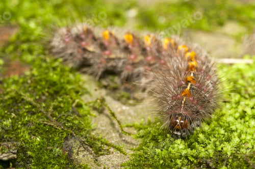 Preview: A Selective Focus Shot Of A Furry Caterpillar On The Grass