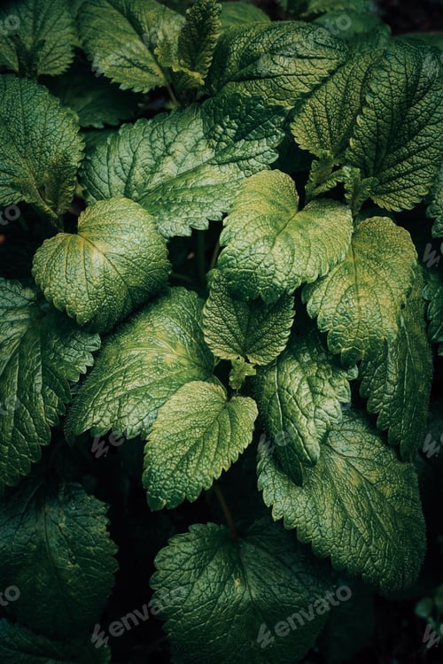 Preview: A Vertical Shot Of Fresh Green Leaves - Perfect For Mobile