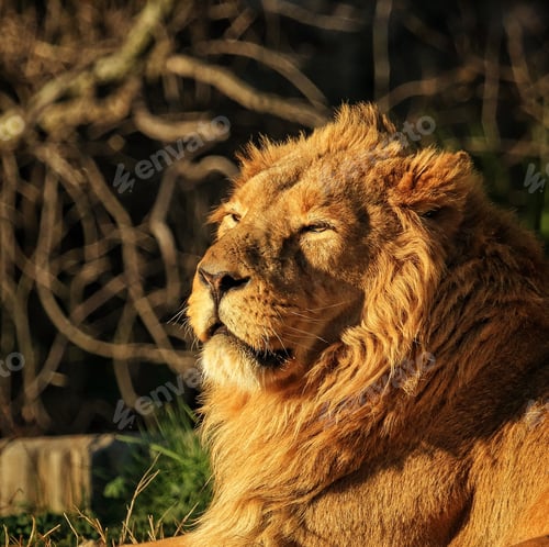 Preview: A Sleepy Lion Lying On Green Grass Under The Sunlight