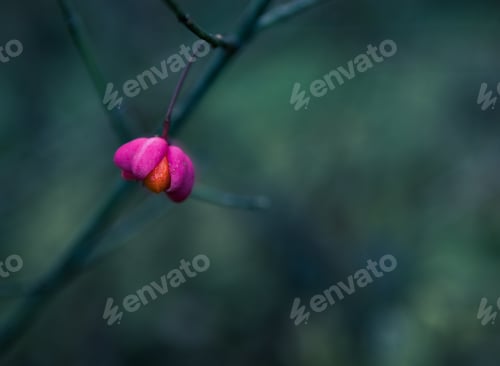 Preview: A Purple Reddish Flower Isolated In A Green Background