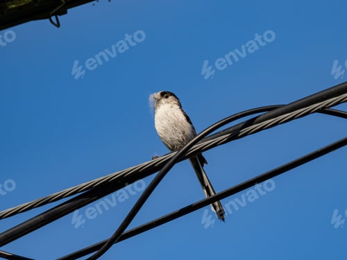 Preview: A Long-Tailed Tit (Aegithalos Caudatus Europaeus) Perched On Wires On Background Of The Sky