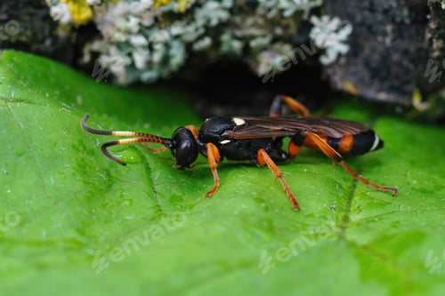 Preview: A Closeup Shot Of A Female Ichneumonid Wasp, Ichneumon Sarcitorius