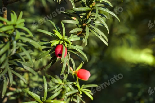 Preview: A Selective Focus Shot Of A Yaw Tree With Fruit And Green Leaves Growing In The Garden