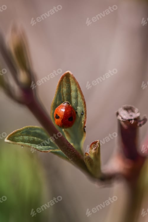 Preview: A Vertical Shot Of A Ladybug Climbing A Small Leaf On A Narrow Branch With A Blurred Background