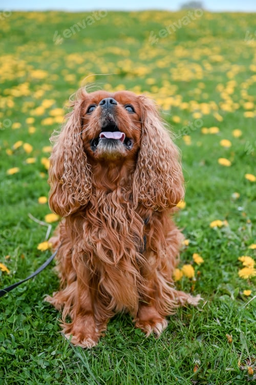 Preview: A Cavalier King Charles Spaniel Dog Running Across The Meadow