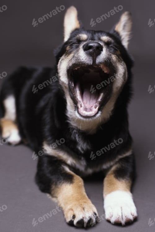 Preview: A Vertical Shot Of A Tired Dog Yawning And Lying Down On A Gray Studio Background