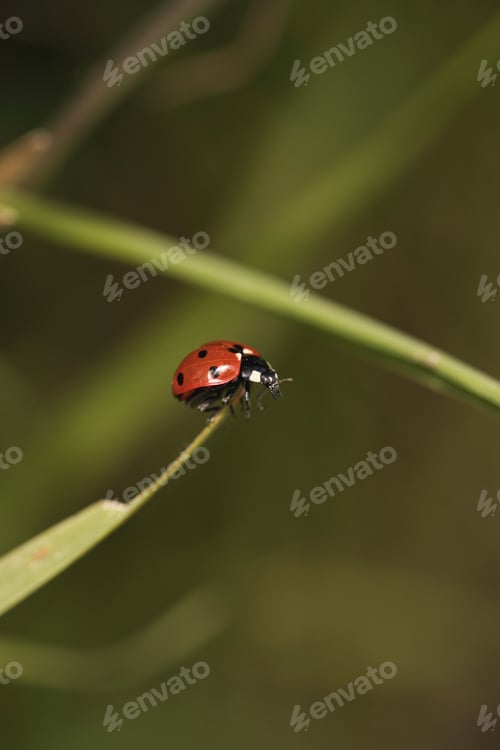 Preview: A Single Ladybug Perched On The Tip Of A Green Leaf