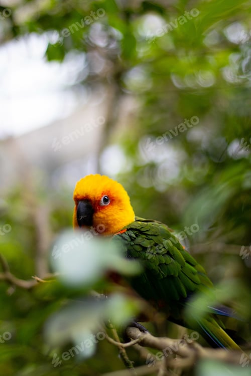 Preview: A Beautiful Shot Of An Endearing Sun Parakeet (Aratinga Solstitialis) Perched On The Branch
