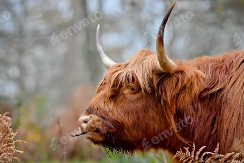 Preview: A Bull With Bangs In The Forest During The Daytime