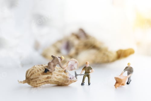 Preview: Miniature Worker Are Working Open Boil Peanut