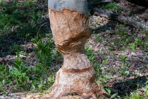 Preview: A Closeup Shot Of A Half-Cut Tree Trunk In A Forest