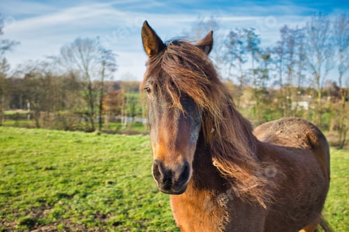 Preview: A Closeup Shot Of A Brown Horse In The Fields