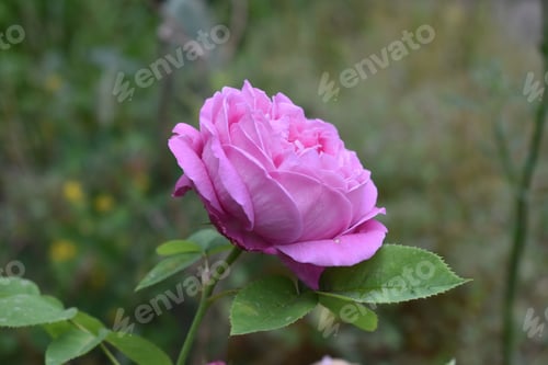 Preview: A Closeup Shot Of A Pink Rose With Green Leaves On A Blurred Background
