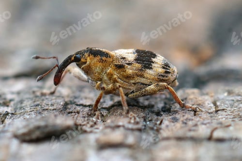 Preview: A Small And Colorful Weevil, Tapeinotus Sellatus On A Piece Of Wood