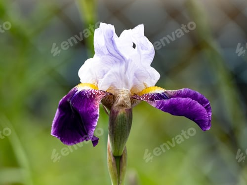 Preview: A Beautiful Shot Of A Purple Iris Flower On Blurred Background