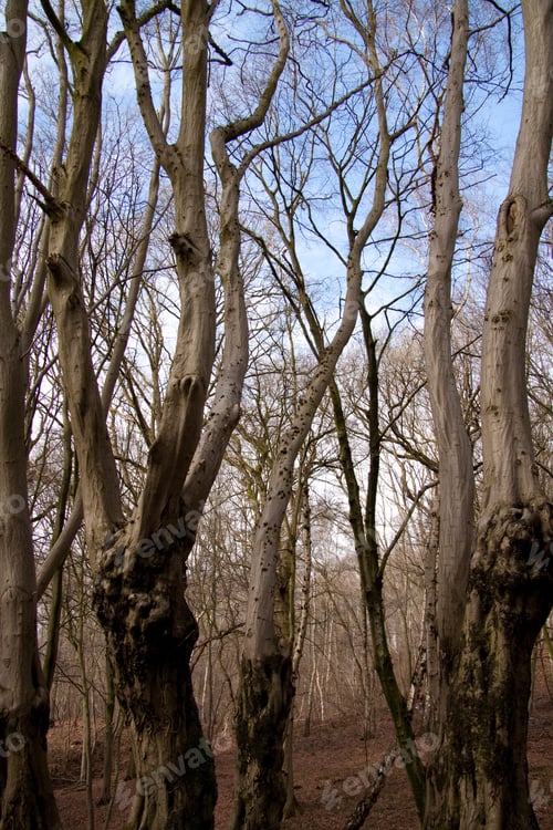 Preview: A Dense Forest With Thin Trees During The Daytime