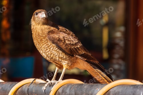 Preview: A Selective Focus Of A Beautiful Brown Chimango Caracara Bird Perching On The Metal