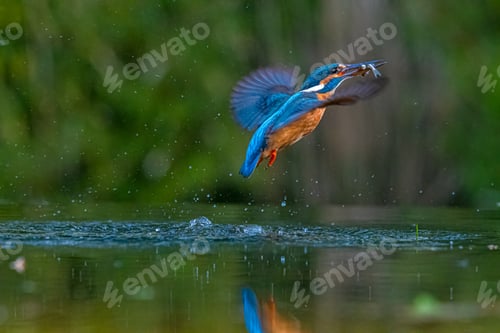 Preview: A Common Kingfisher With A Fish In Its Beak Flying Over The Pond