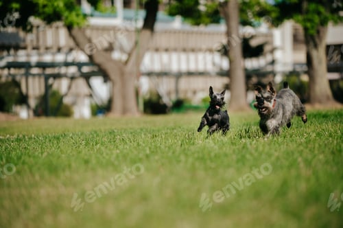 Preview: Two Miniature Schnauzers Running And Playing In A Park On A Sunny Day