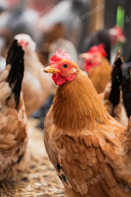 Preview: A Closeup View Of A Chicken With Other Chickens In The Farm
