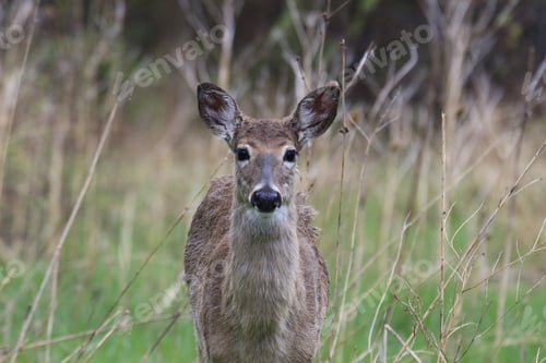 Preview: A Roe Deer Grazing In The Field