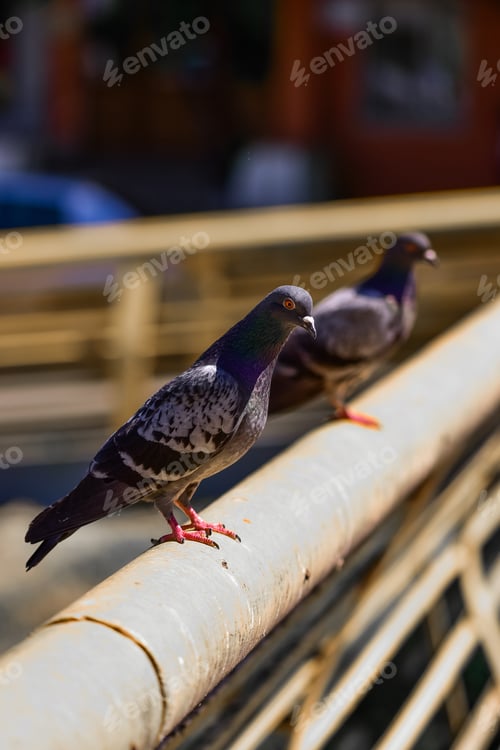 Preview: A Vertical Shot Of Apigeon Perched On A Pole