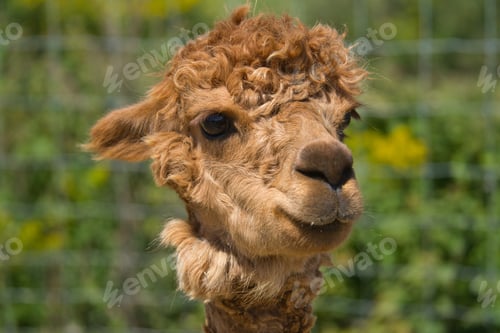 Preview: A Portrait Of A Brown Alpaca In A Farm Field Under The Sunlight With A Blurry Background