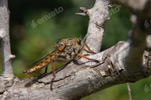 Preview: A Closeup Shot Of A Robber Fly On A Tree Branch