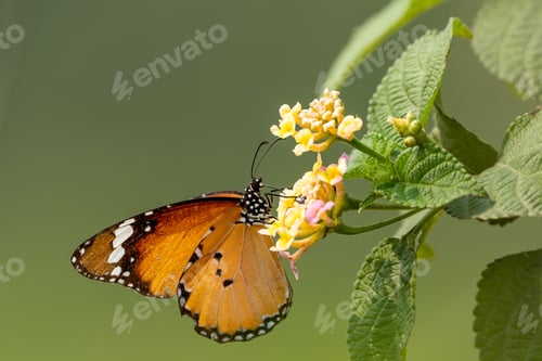 Preview: A Closeup Shot Of A Little Butterfly Sitting On A Wildflower