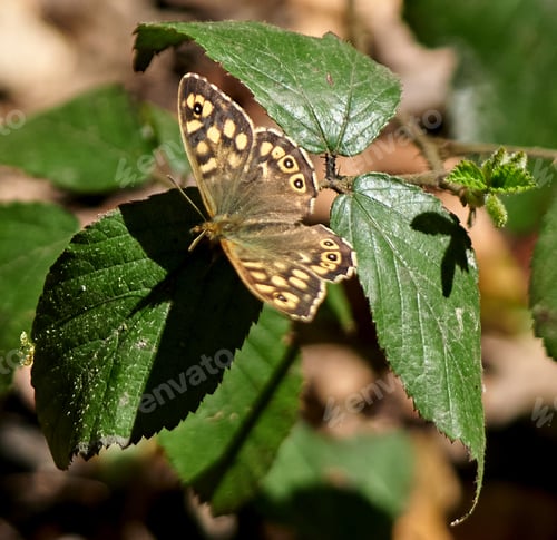 Preview: A Brown Butterfly On Green Leaves Under The Sunlight