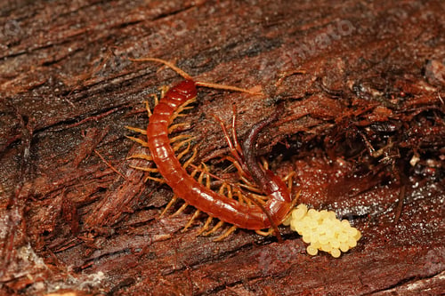 Preview: A Closeup Of A Western Fire Centipede, Scolopocryptops Gracilis , Inside Bark Of Redwood , Guarding