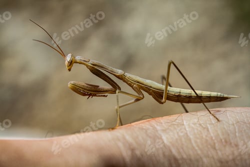 Preview: A Lonely Praying Mantis In The Blurred Background