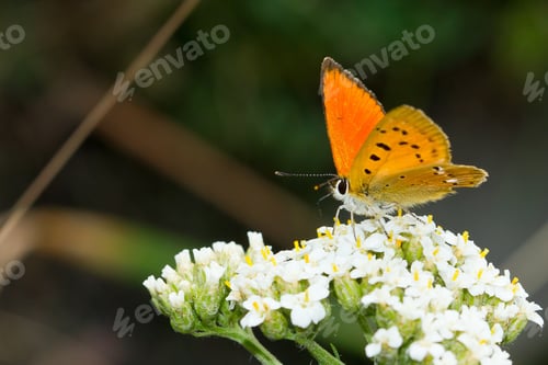 Preview: The Beautiful Yellow Butterfly With Black Dots On The Flowers
