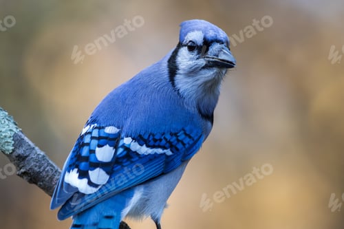 Preview: A Closeup Shot Of A Blue Jay Perched On A Branch On Blurred Background