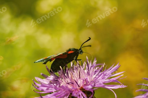 Preview: The Macro Of Six-Spot Burnet (Zygaena Filipendulae) Moth On Thistle