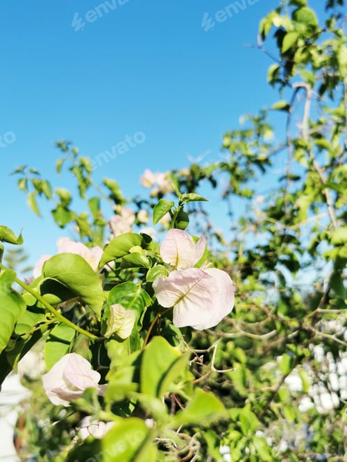 Preview: A Closeup Of A Bougainvillea Shrub With White Flowers
