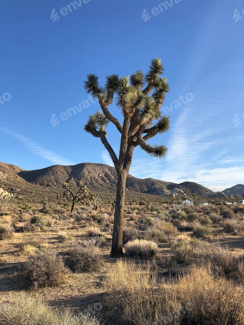 Preview: A Beautiful Shot Of A Joshua Tree In The Desert In New Mexico With The Blue Sky In The Background